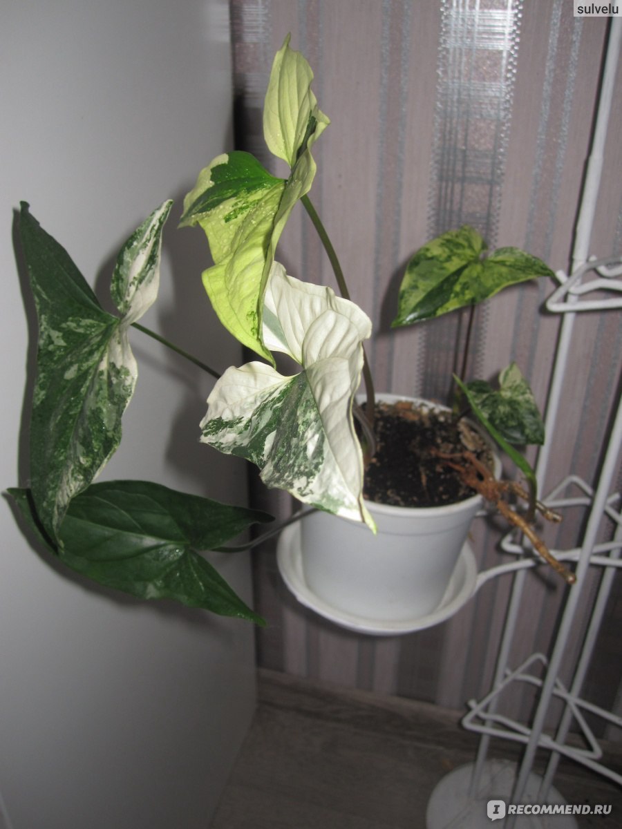 Сингониум Подофиллум