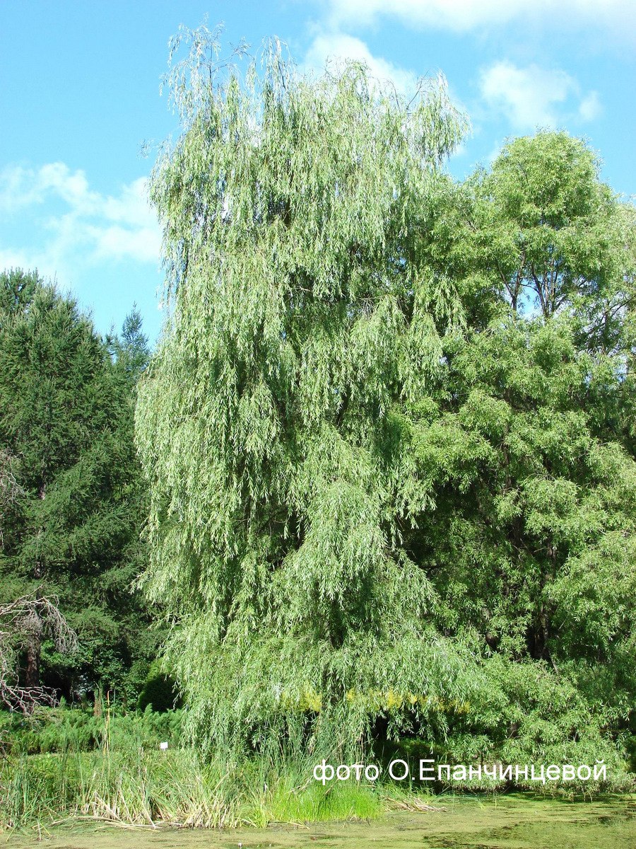 Ива плакучая водопад