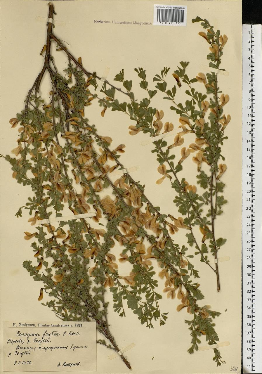 Карагана кустарниковая Caragana fruticosa (Pall.) Bess.