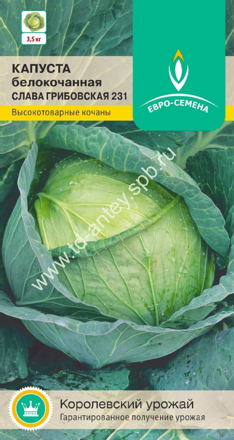 Белокочанная капуста фаворит