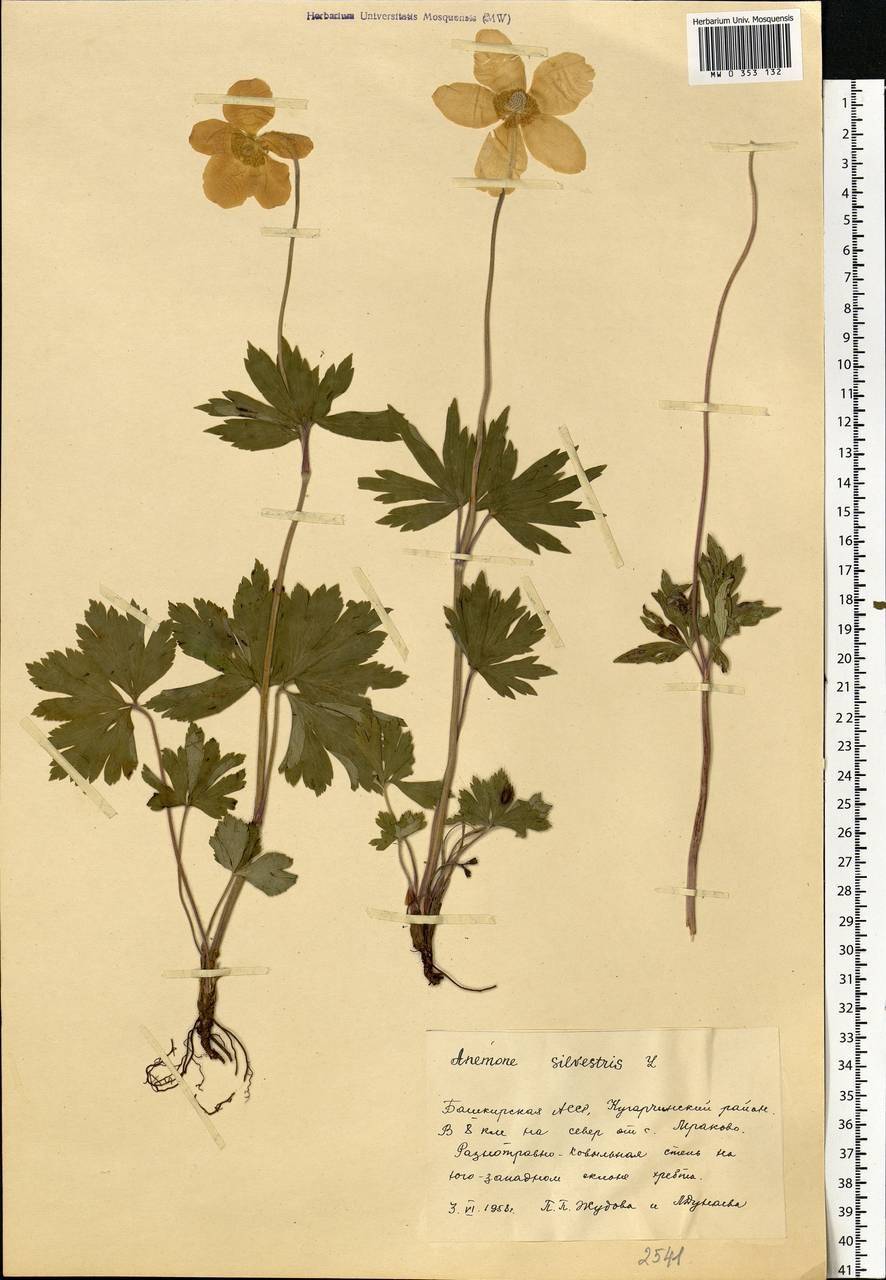 Anemone Sylvestris рисунок