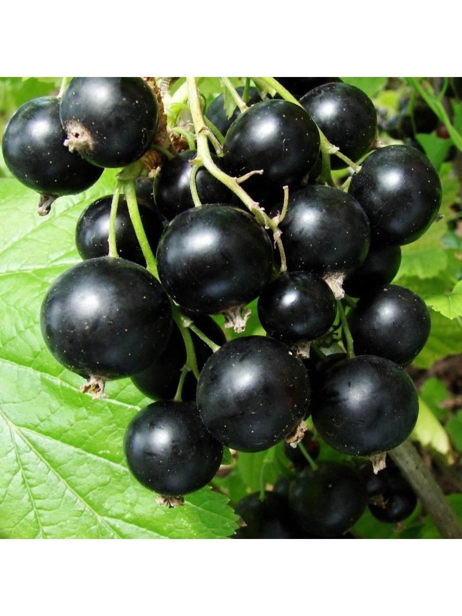 Саженцы смородина Пигмей