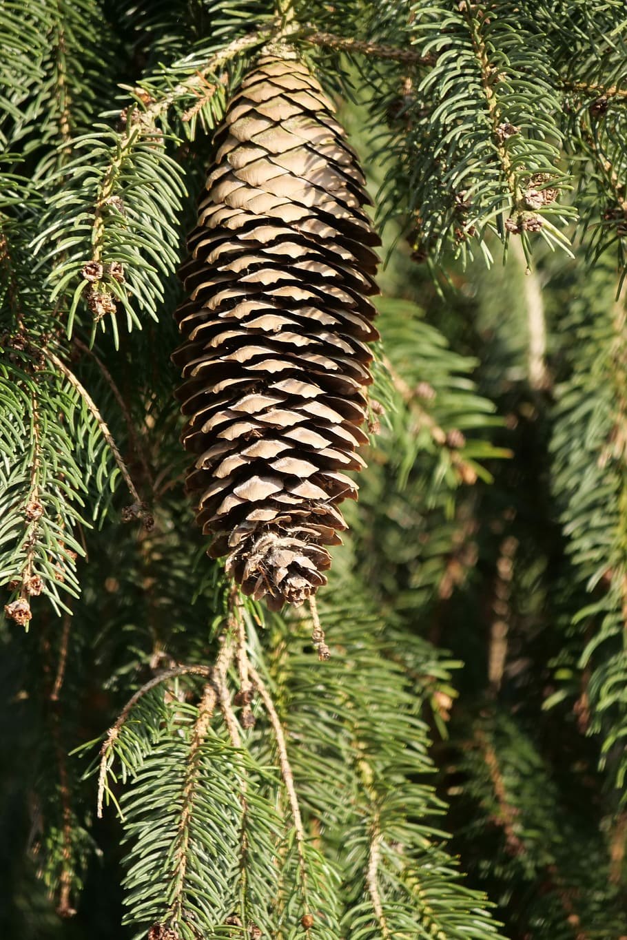 Пихта корейская Abies Koreana