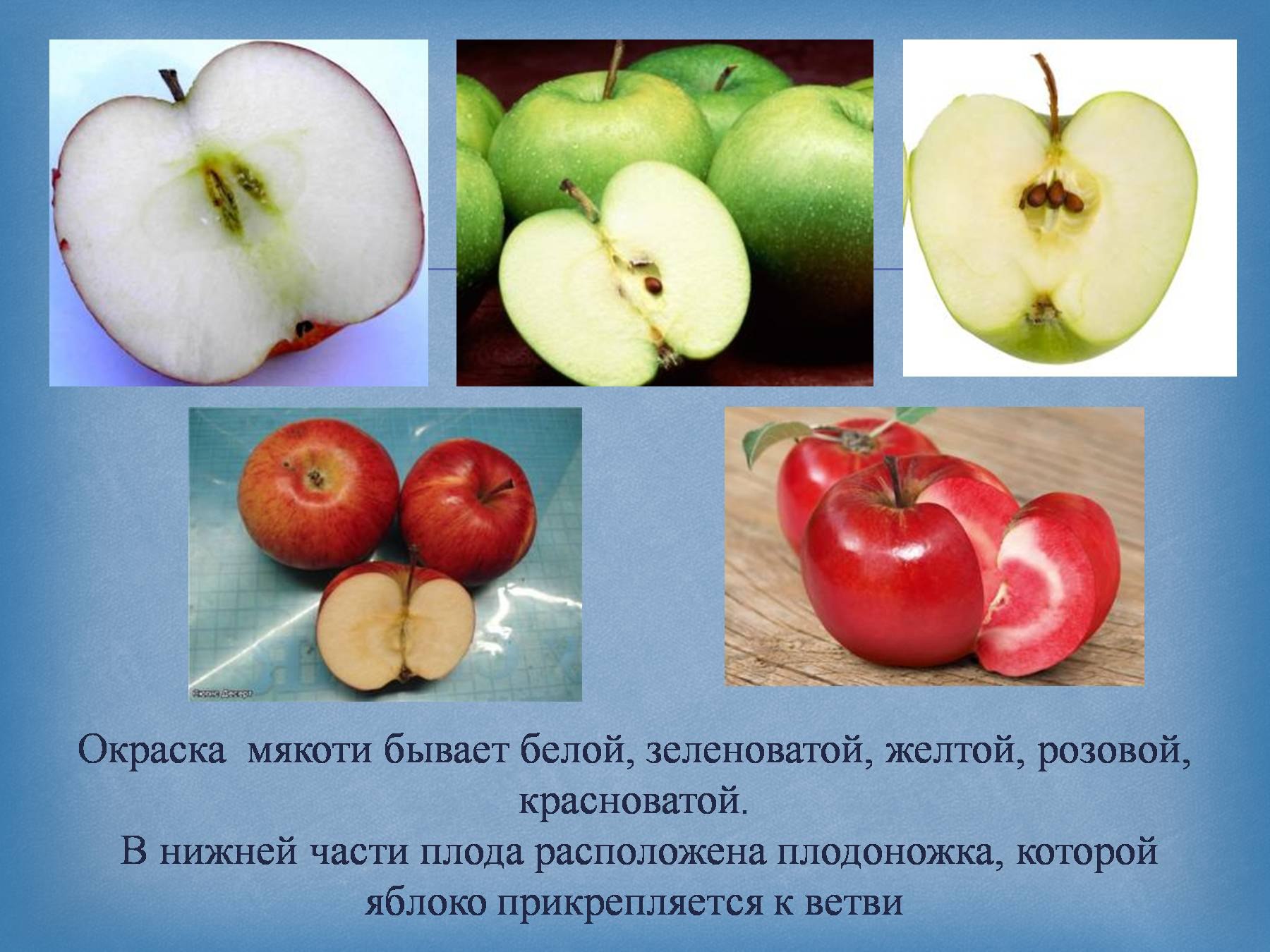 Яблоня какой класс. Строение яблока. Строение плода яблока. Части яблока в разрезе. Составные части яблока.