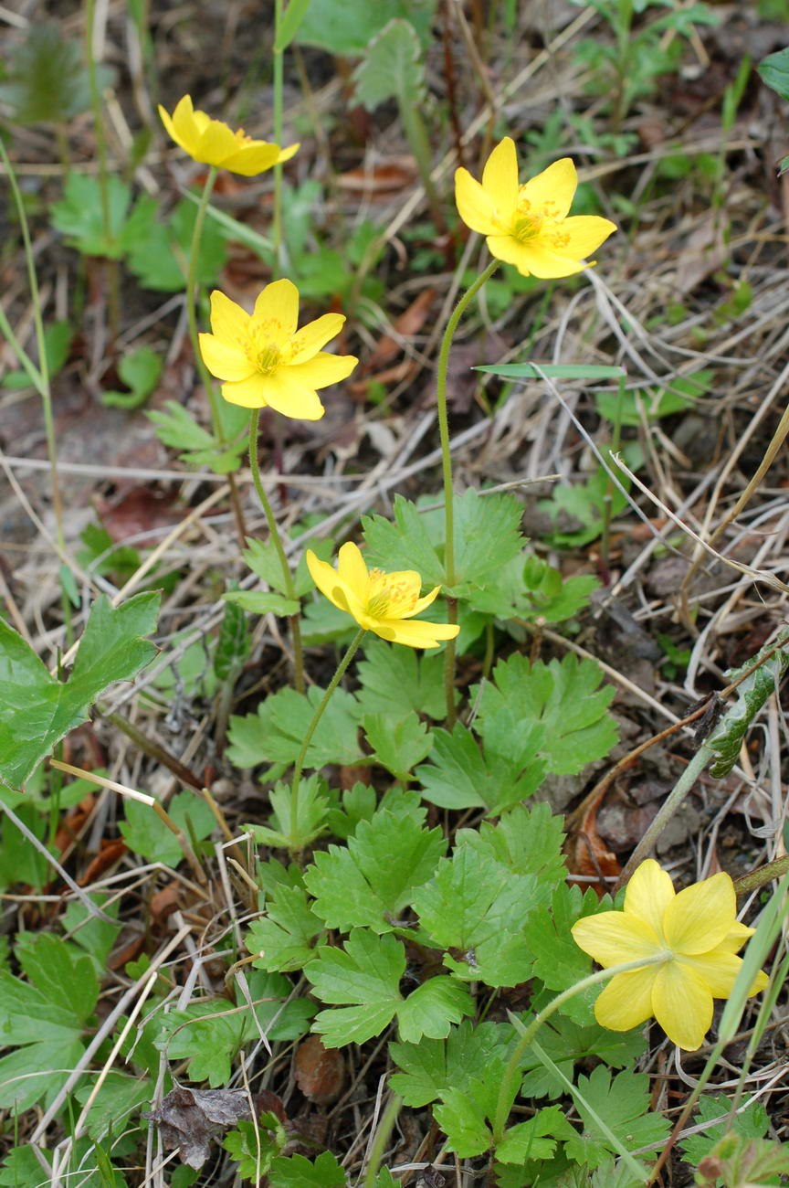 Ветреница туполопастная