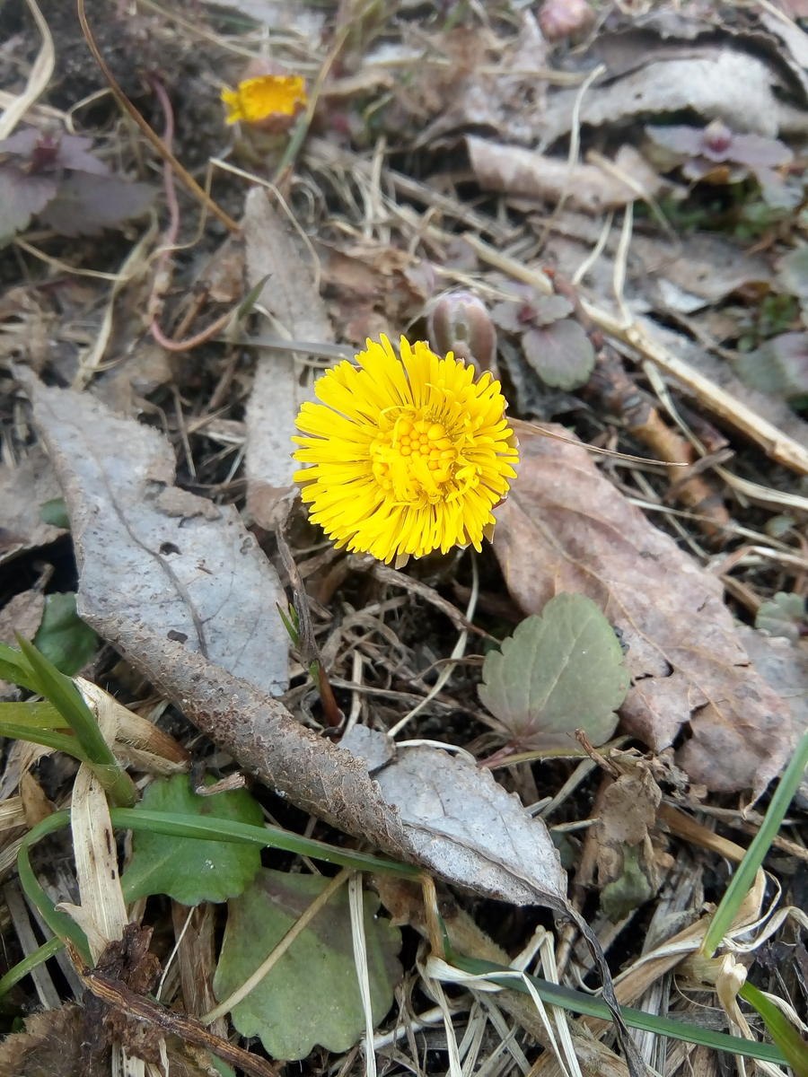 Весна мать и мачеха Верба