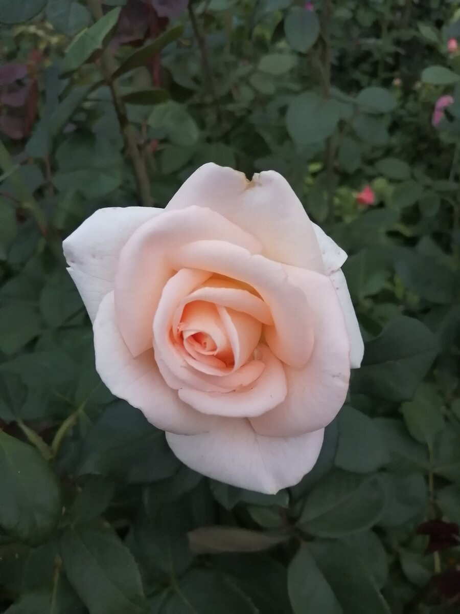 Роза осиана