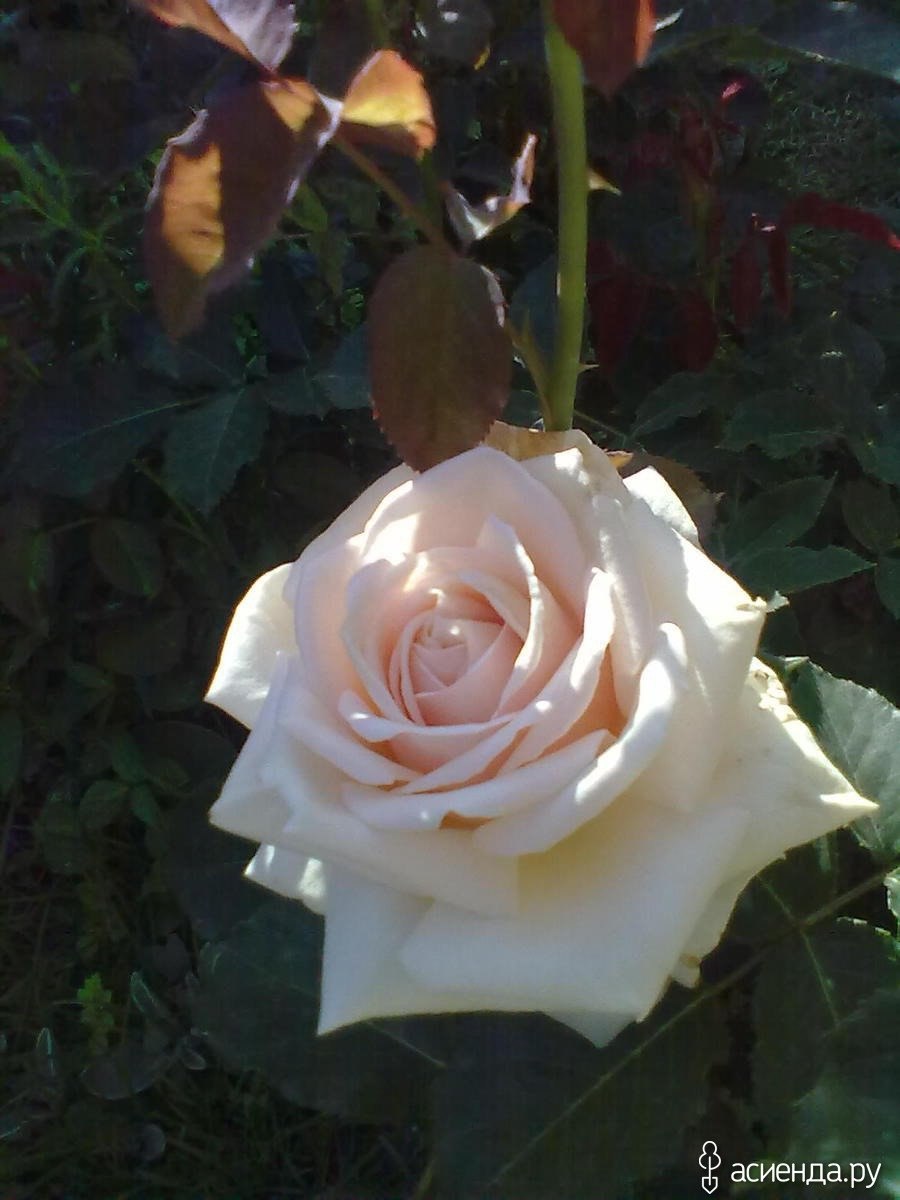 Роза чайно-гибридная Версилия