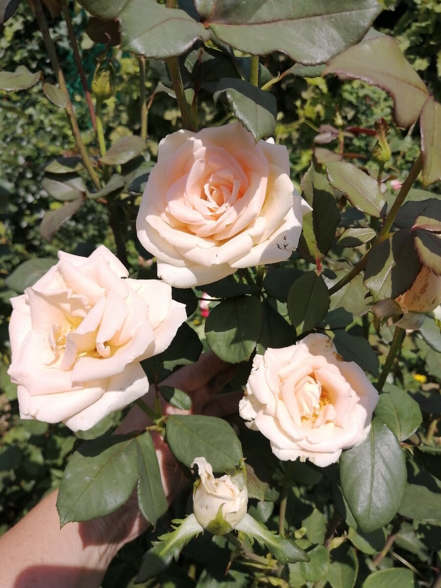 Роза Осиана ЧГ