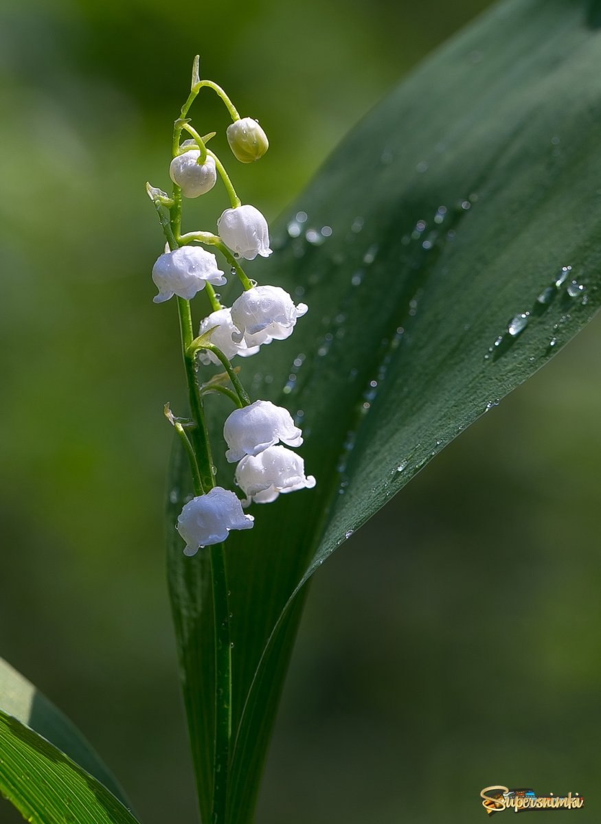 Исчезающие виды растений ландыш
