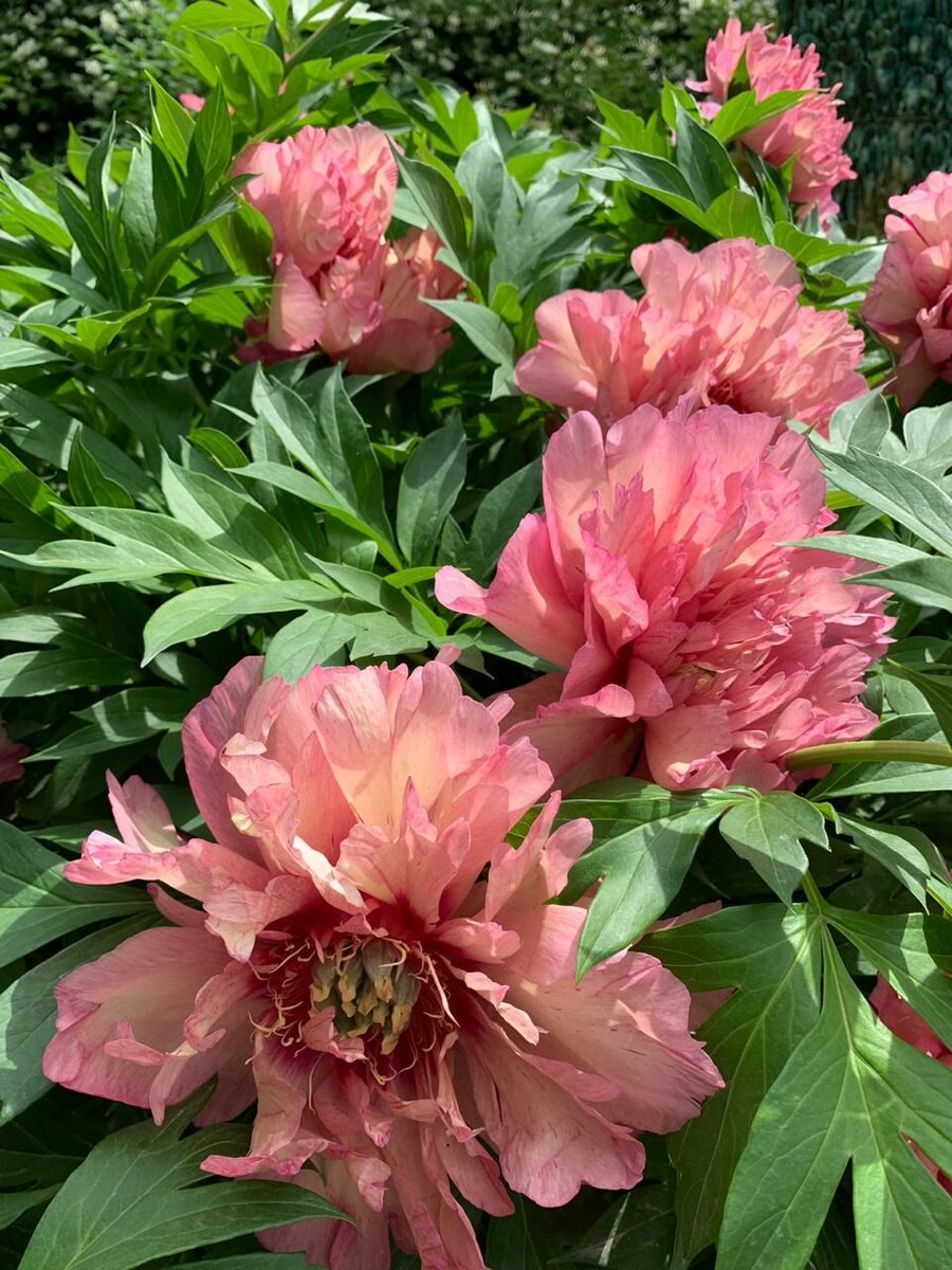 Пион Julia Rose (Джулия Роуз)