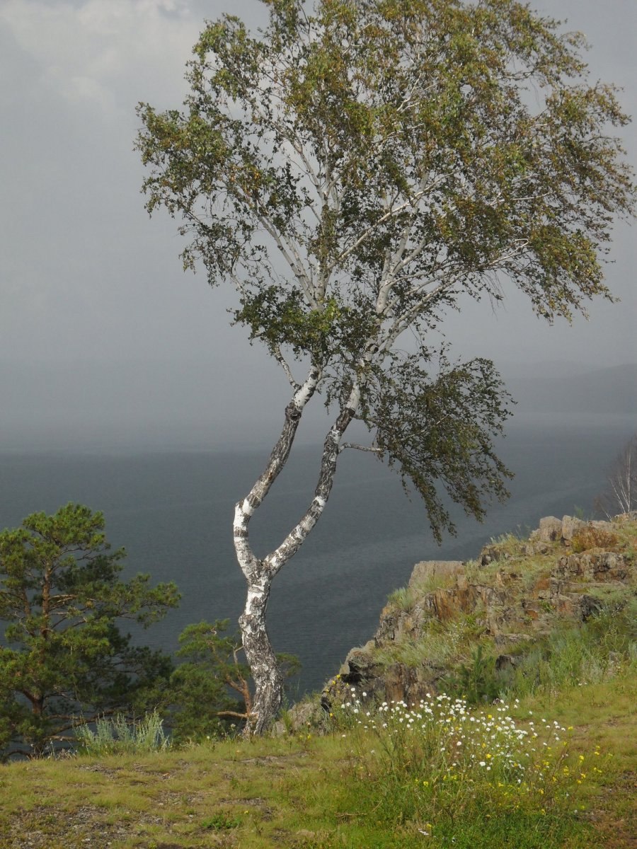 Береза Максимовича Betula maximowicziana