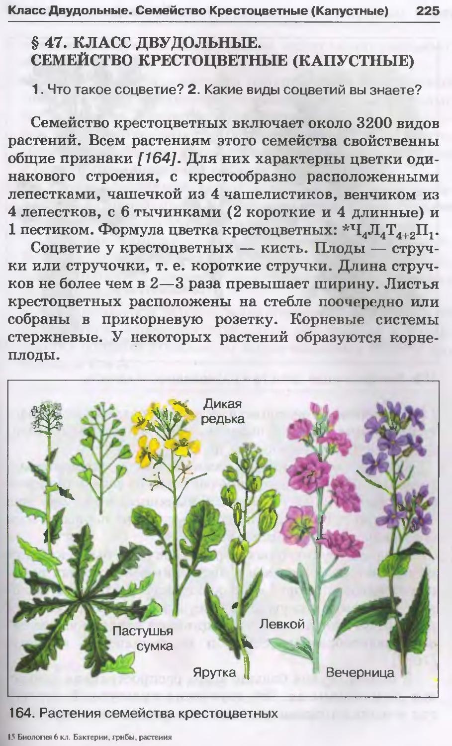 Однолетние крестоцветные сорняки