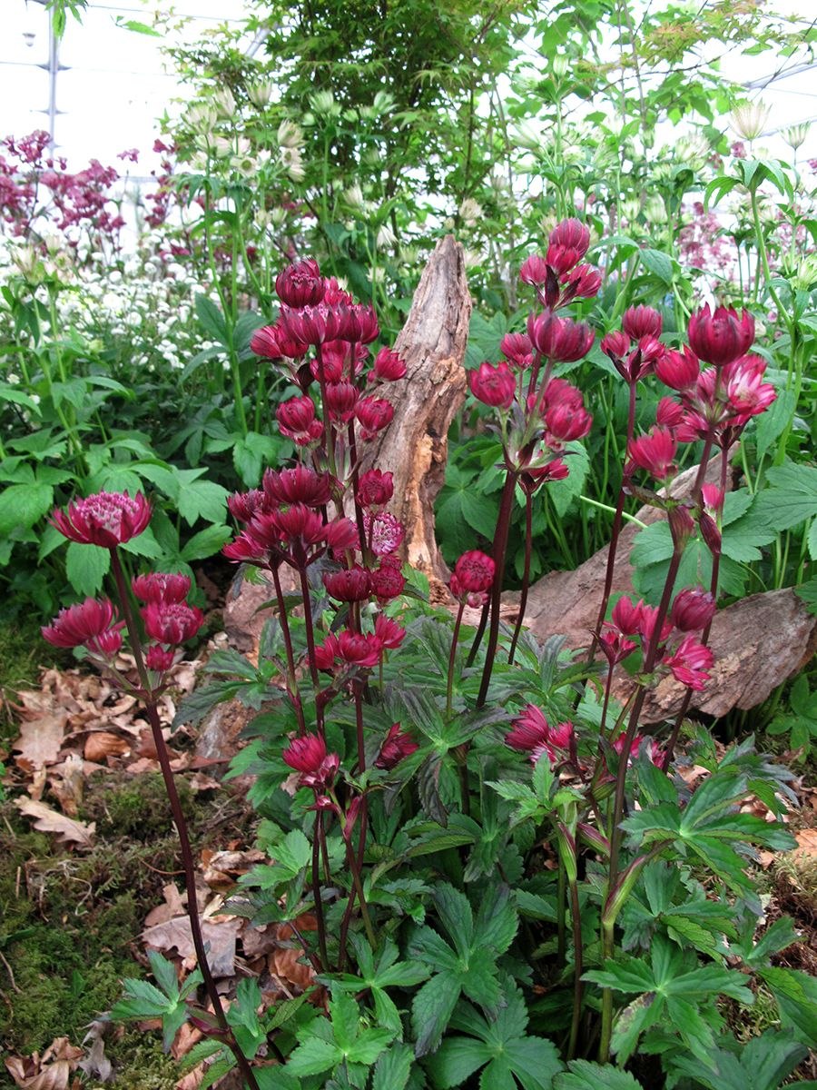 Астранция Major Ruby Wedding