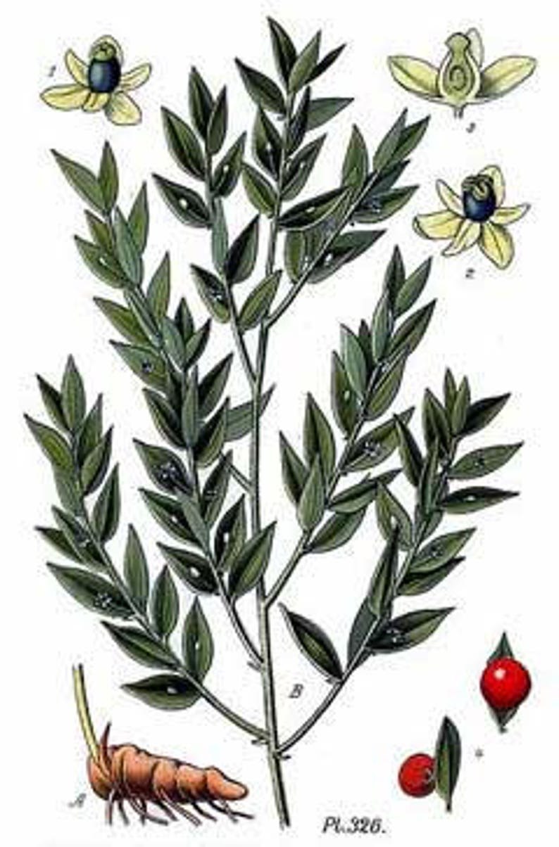 Иглица Колхидская Ruscus colchicus