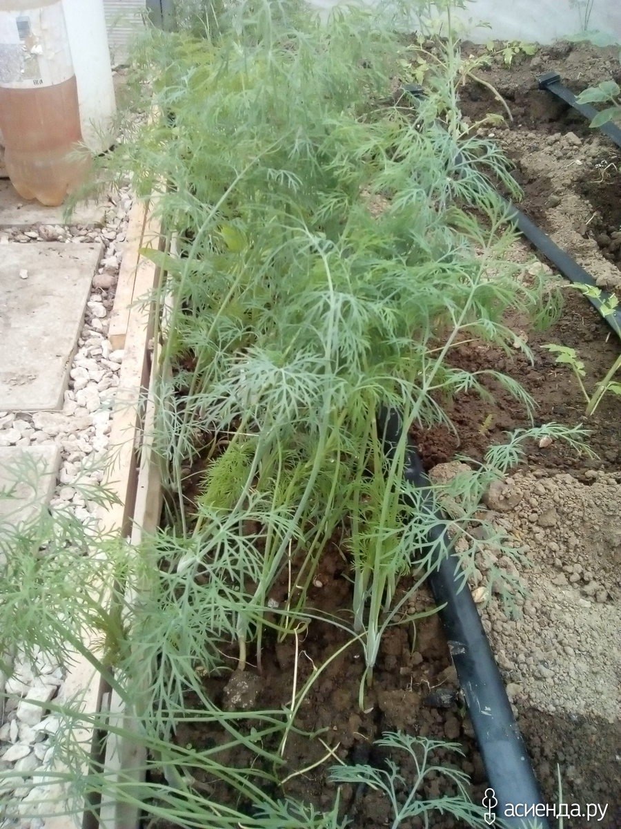 Зелень в теплице укроп