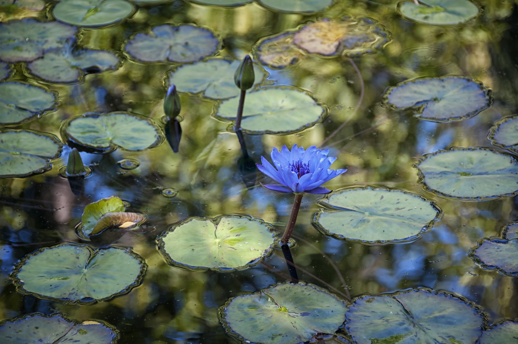 Цветочный пруд 22 глава. Кувшинка голубая. Голубые водные растения. Водные растения с голубыми цветами. Пруд цветы голубой.