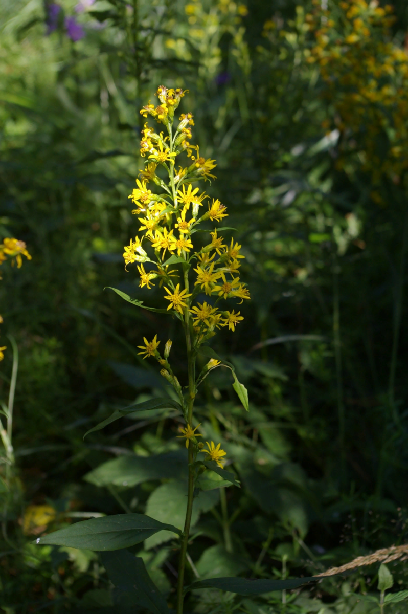 Золотая розга (золотарник)