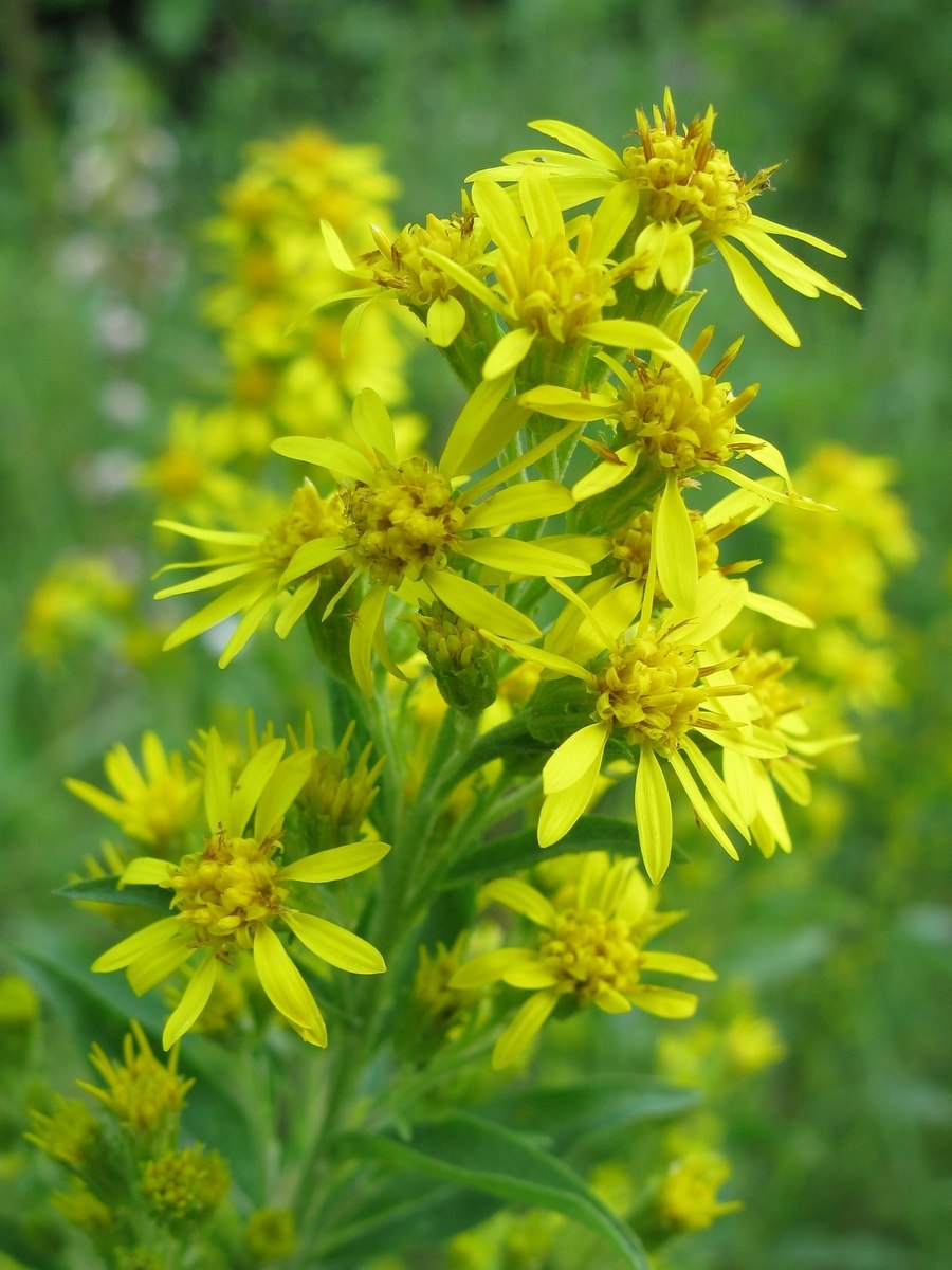 Подмаренник Луговой