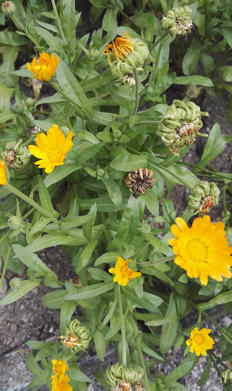 Календула лекарственная отношение к свету