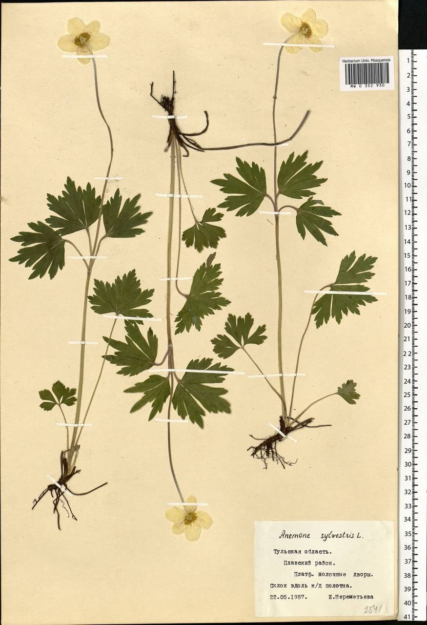 Ветреница Ботаническая