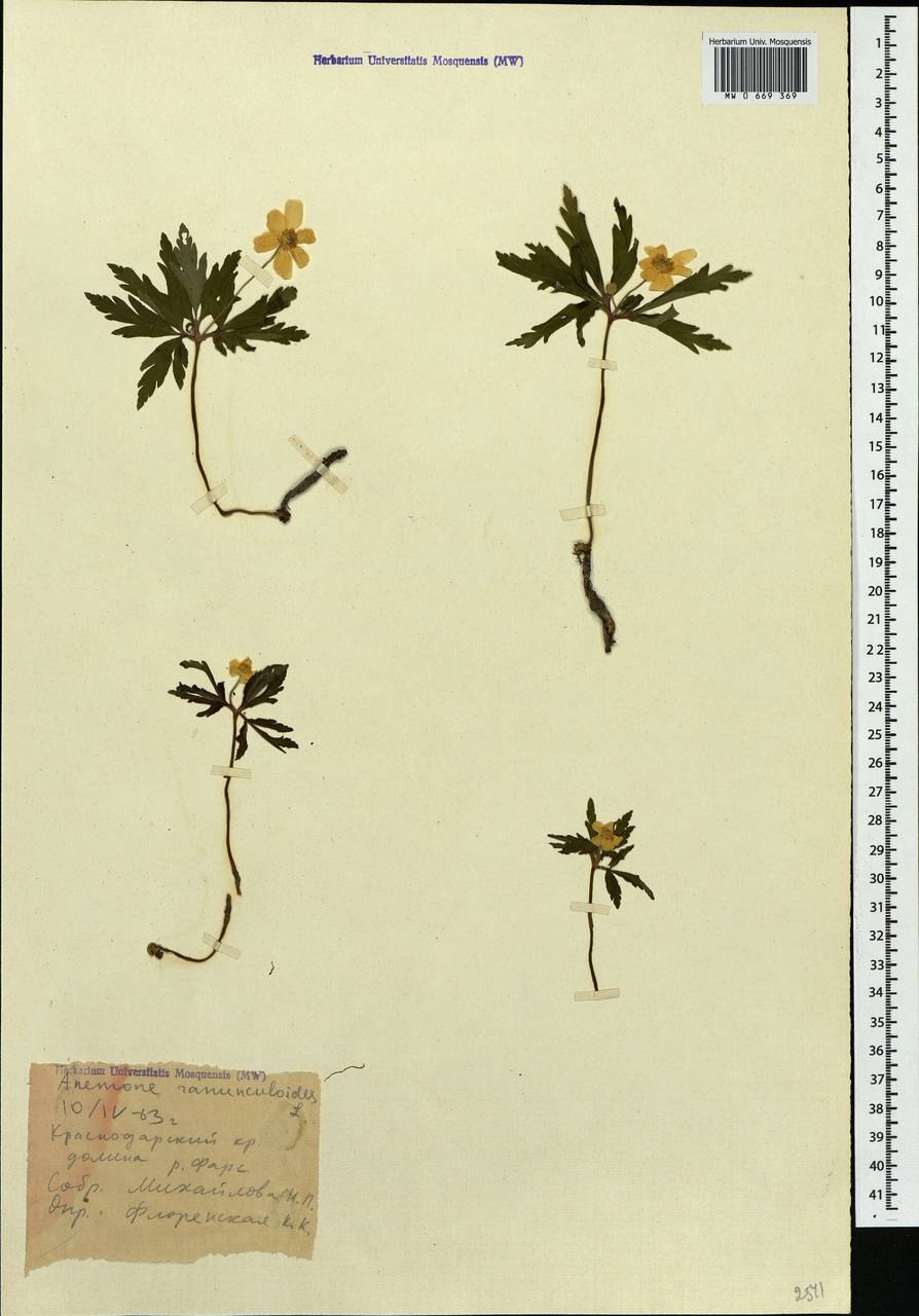 Ветреница отогнутая