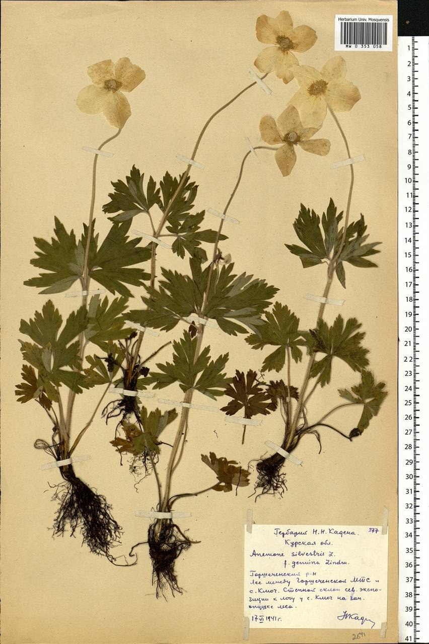 Ветреница Лесная гербарий