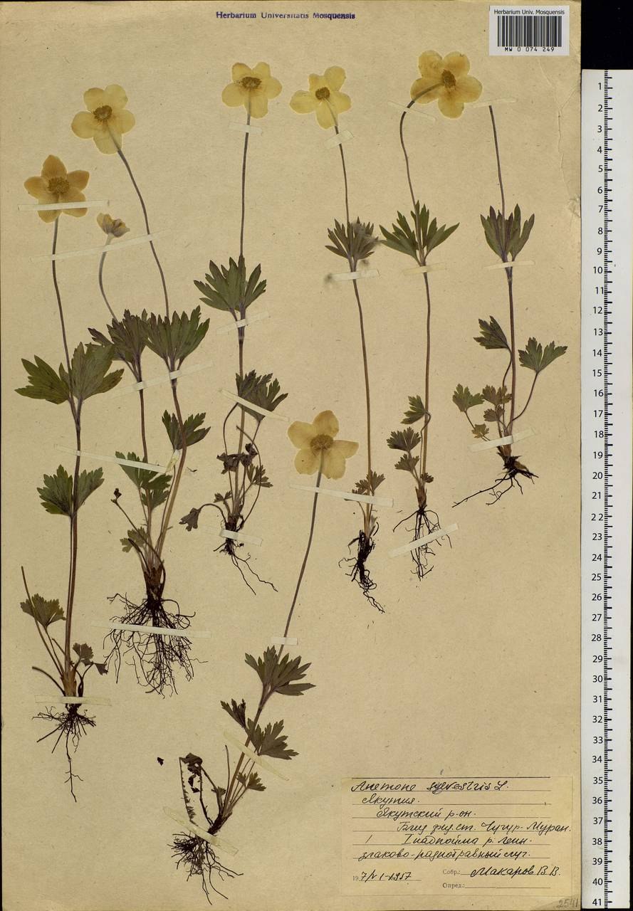 Ветреница Лесная схема