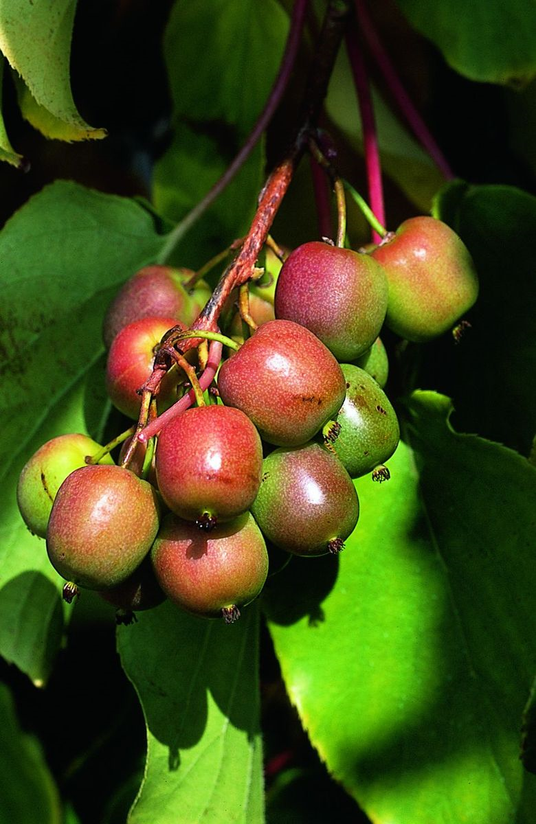 Актинидия остролистная