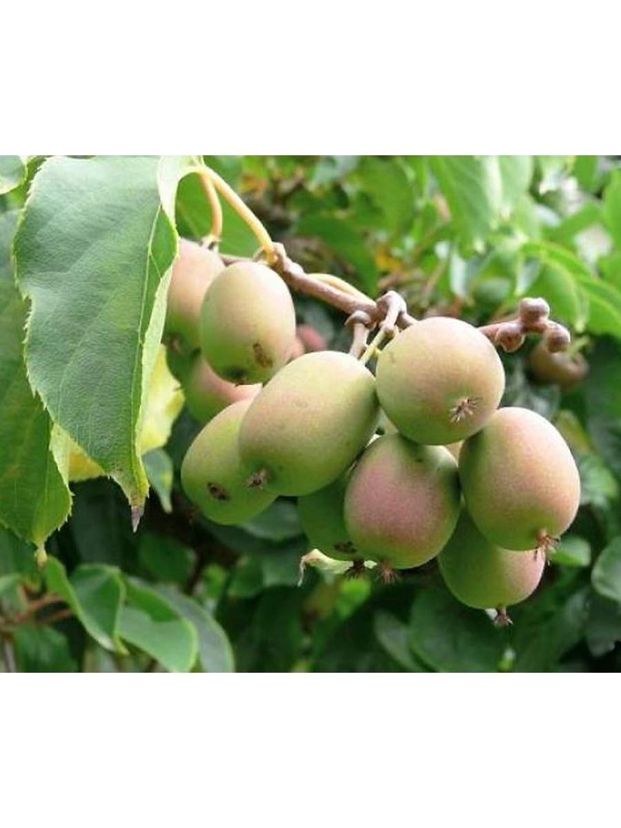 Актинидия аргута цветы