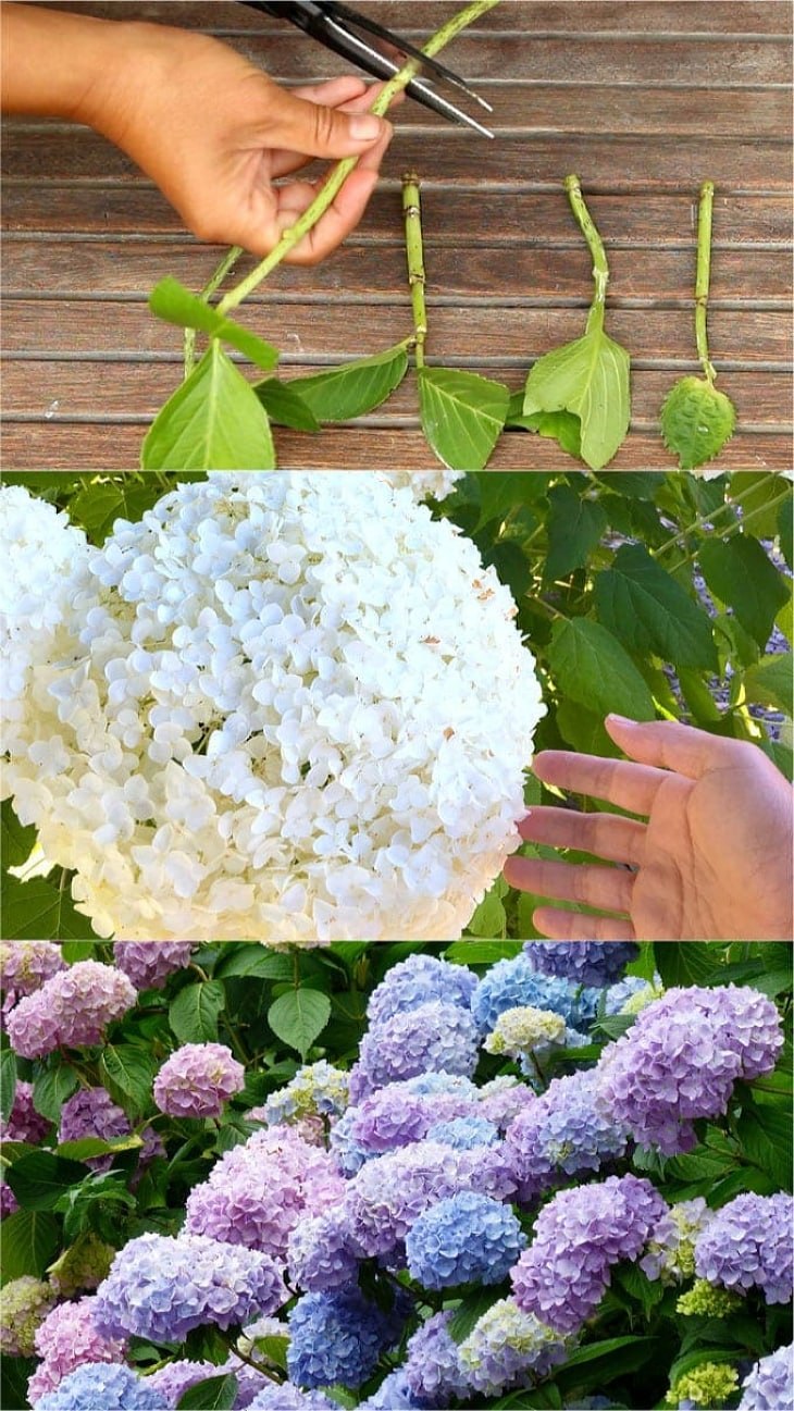 Черенки метельчатой гортензии