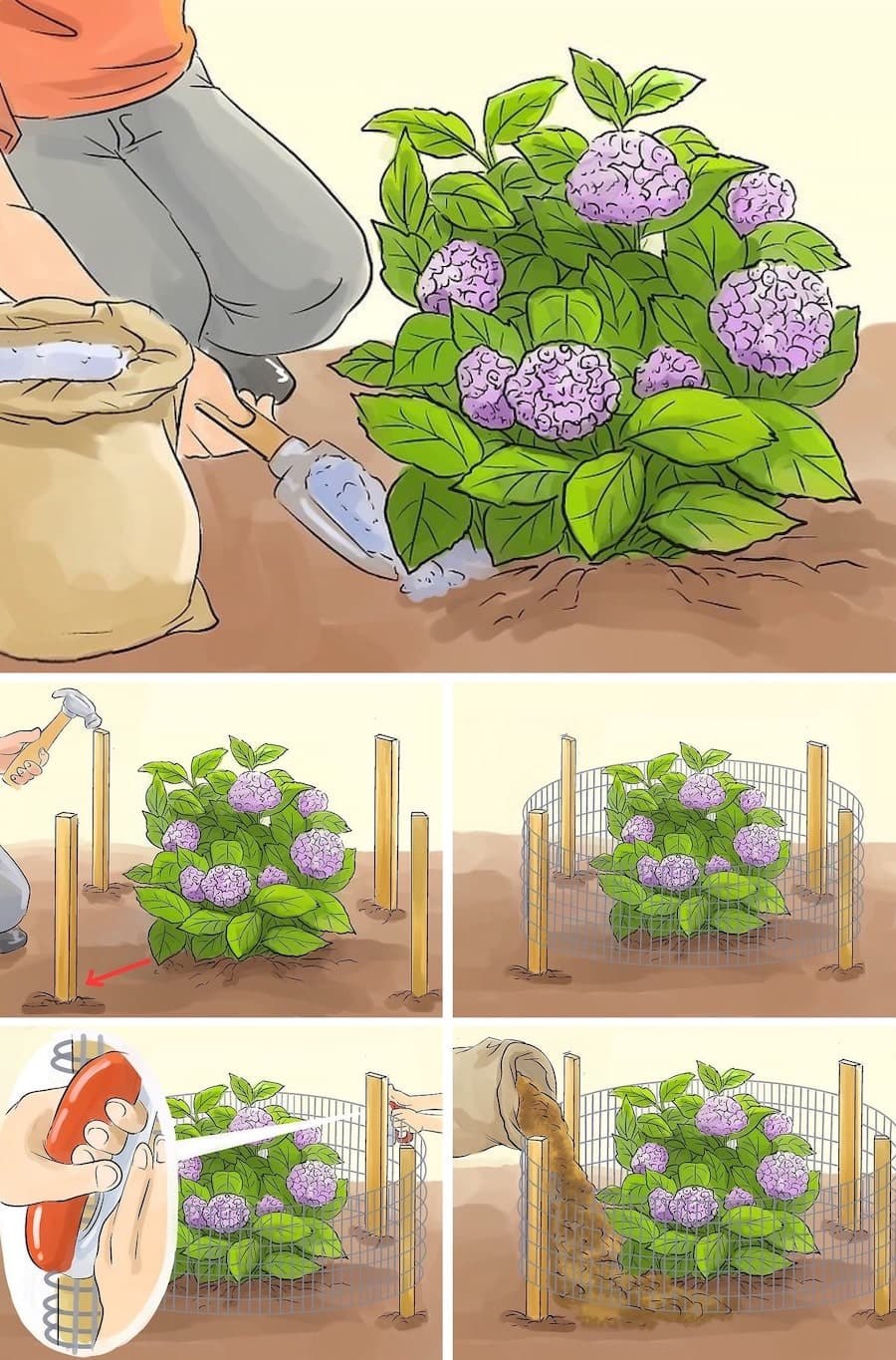 Пересаживание гортензии садовой