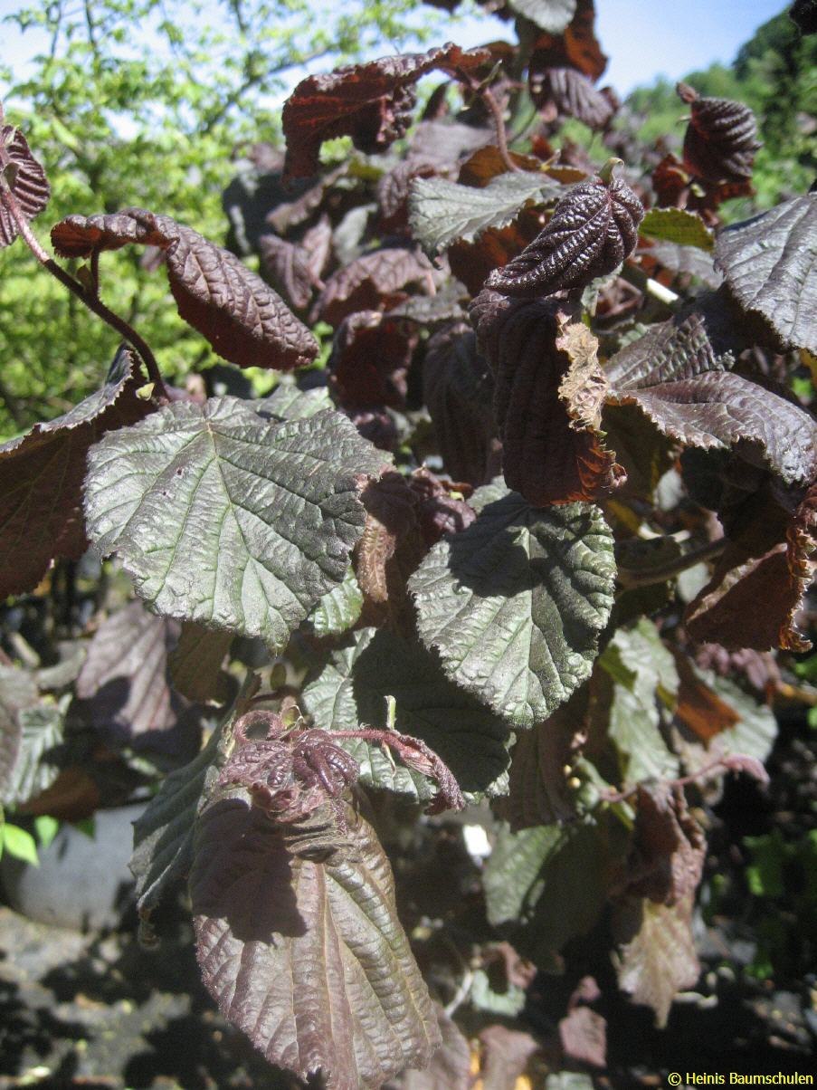 Лещина Corylus Red