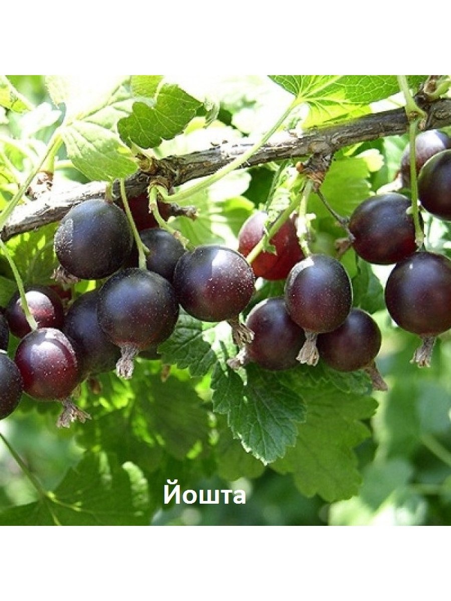 Смородина золотистая Ариадна