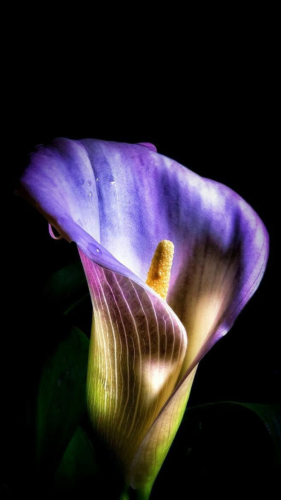 Калла Зантедеския Zantedeschia aethiopica