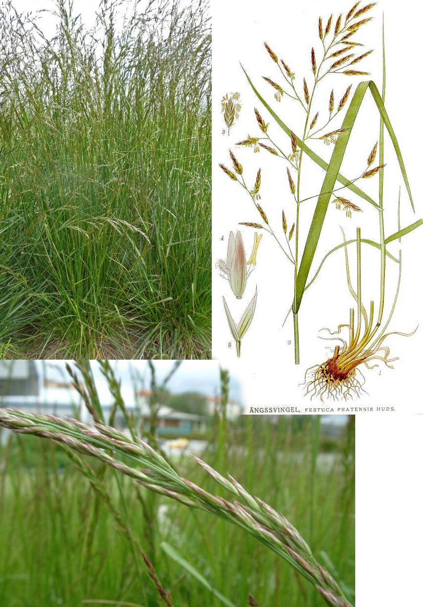 Овсяница Луговая (Festuca pratensis)