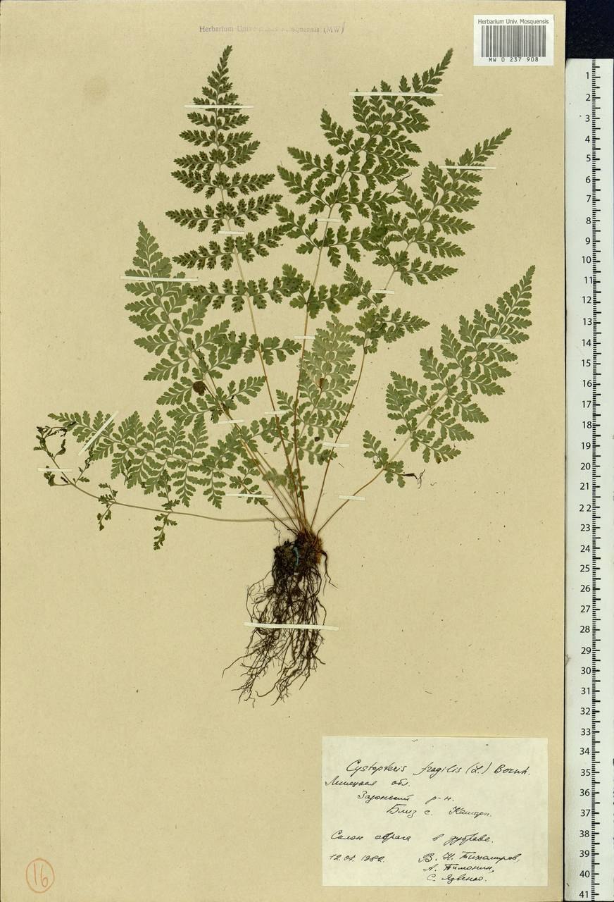 Diplazium esculentum