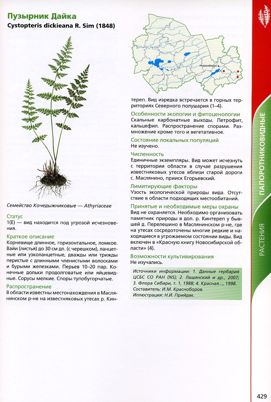 Папоротник пузырник ломкий