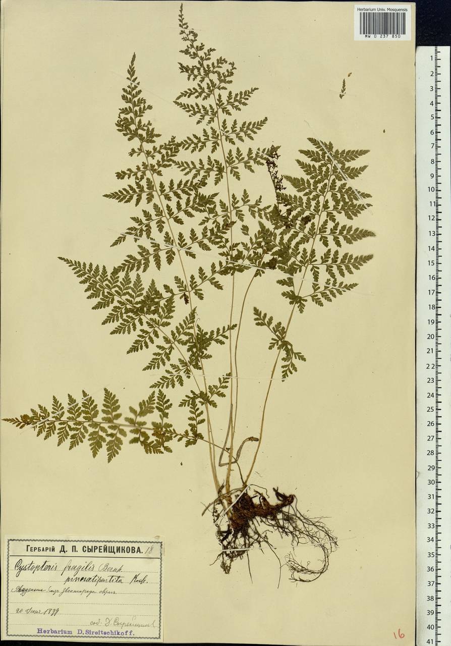 Rhizomatopteris sudetica