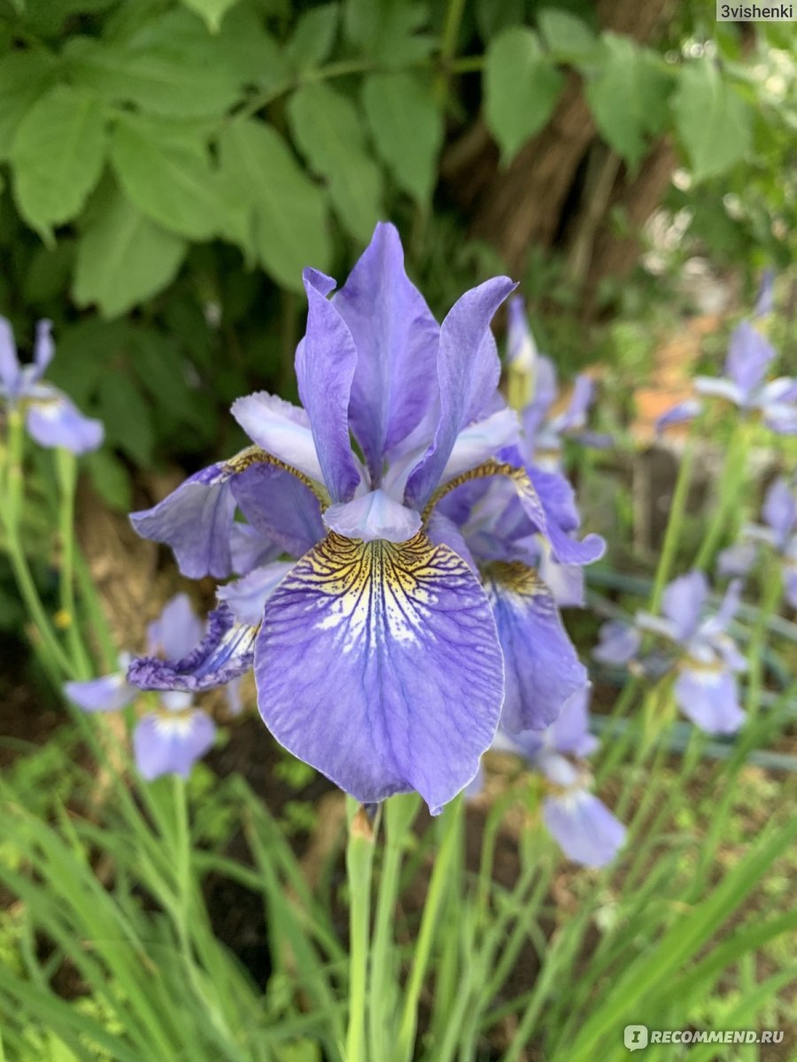 Ирис сибирский шарминг билли