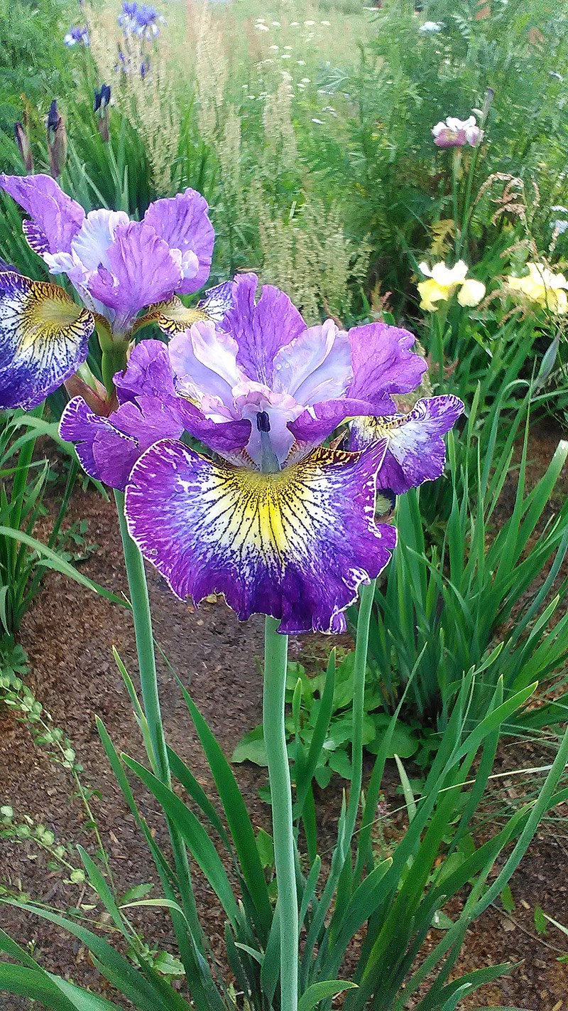 Ирис Сибирский contrast in Styles