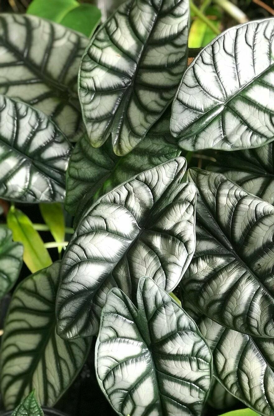 Алоказия драгон скейл