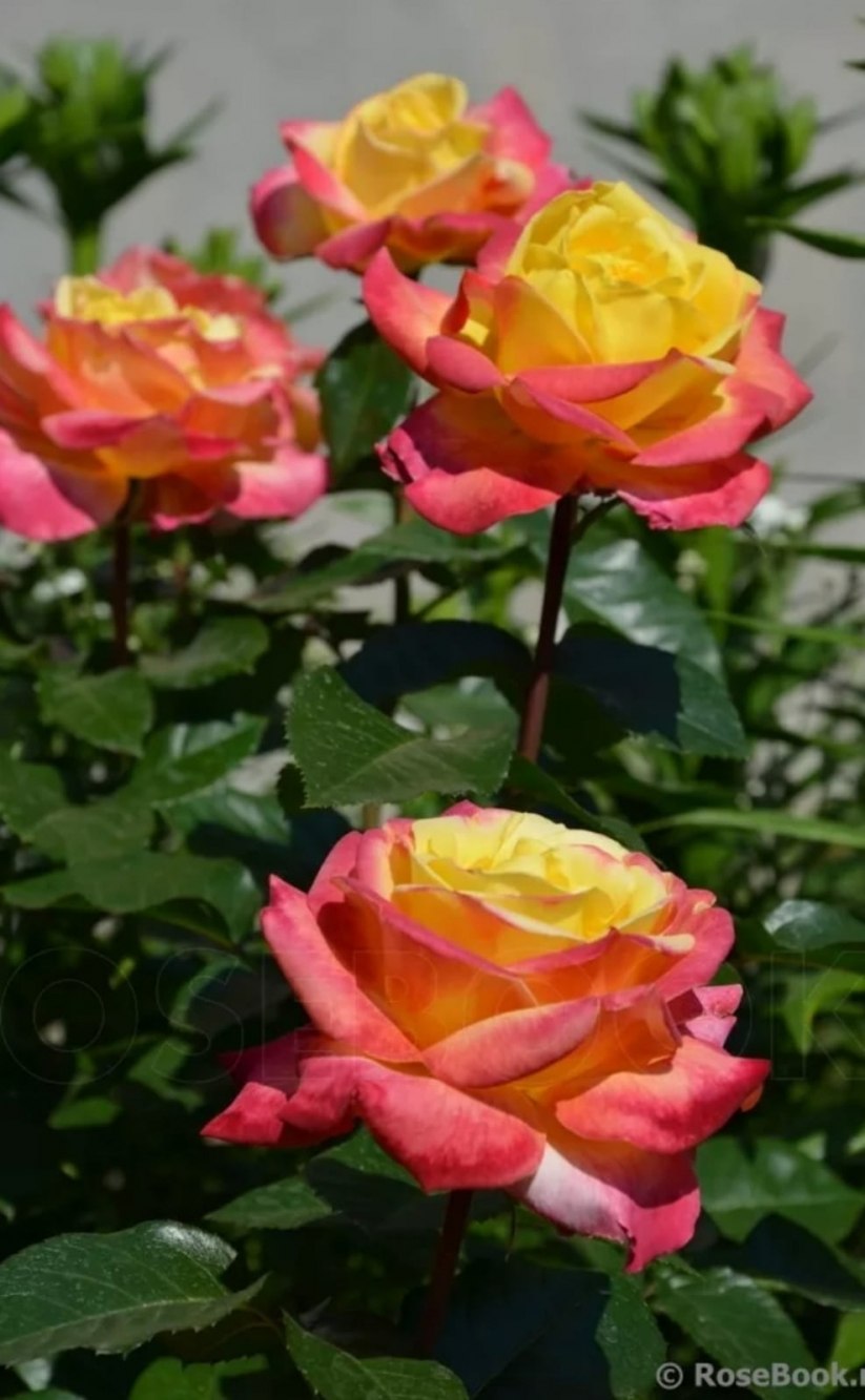 Роза Восточный Бродвей