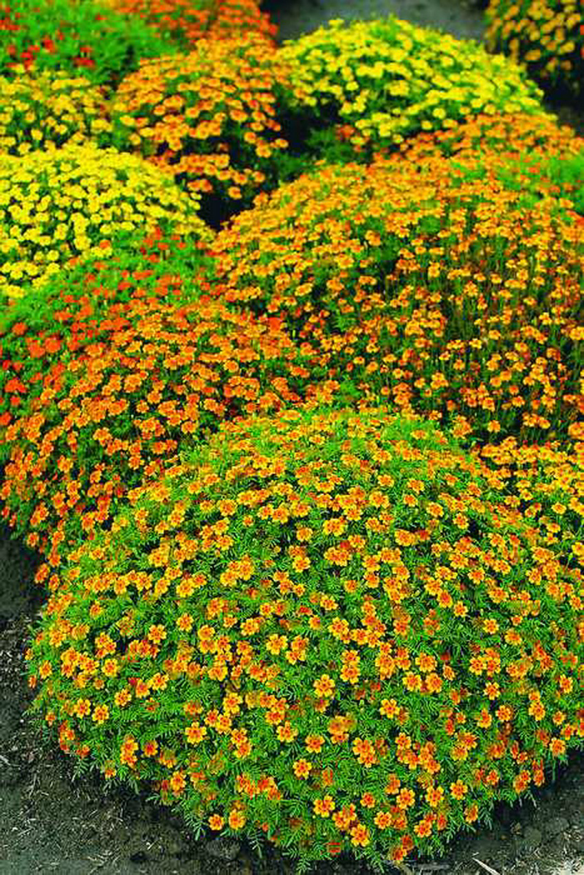 Однолетние растения не цветущие