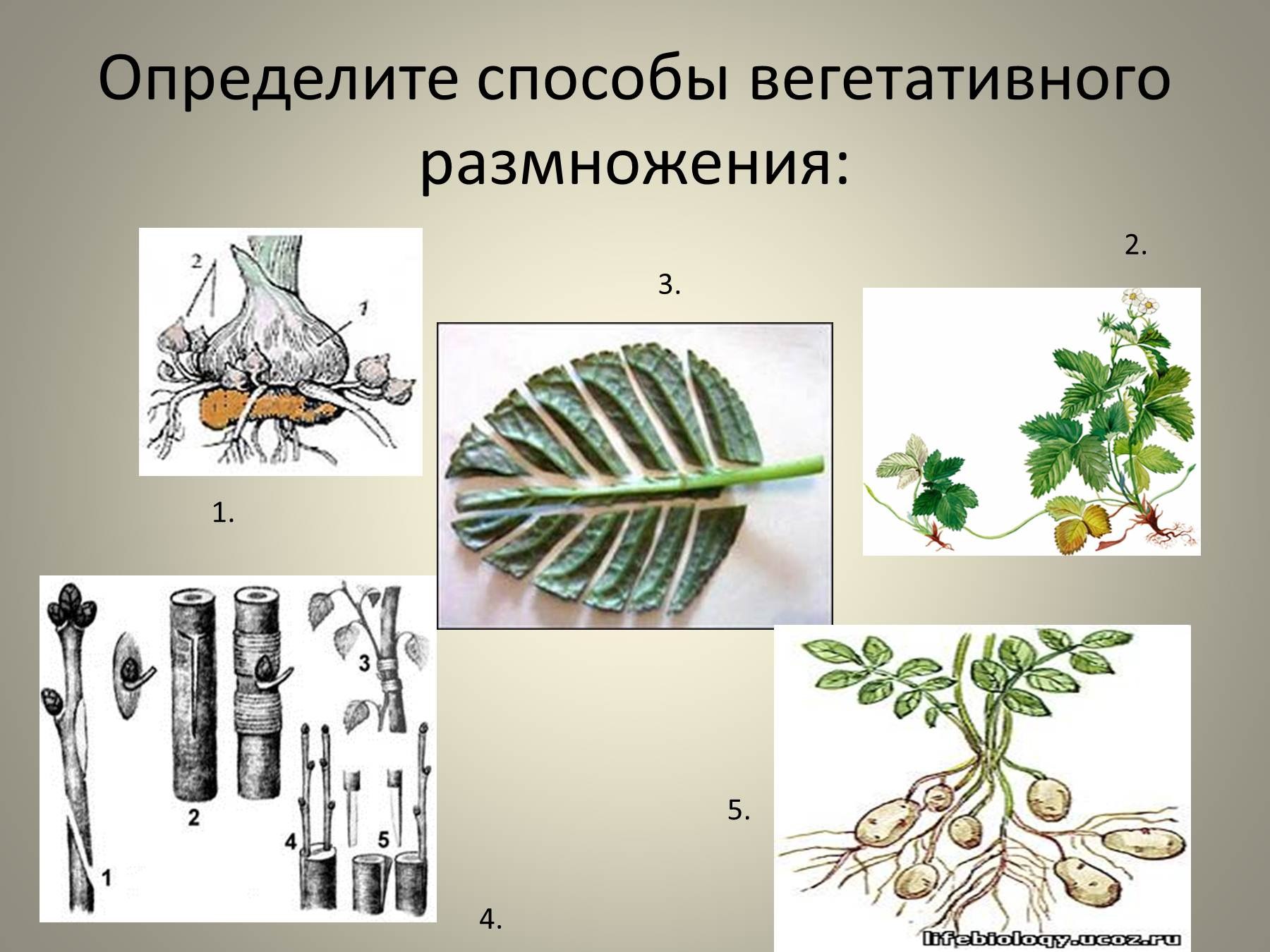 Биология 6 класс параграф 17 вегетативное размножение. Метод вегетативного размножения растений. Способы вегетаттвного раз. Способы вегетативного размещения. Растения размножаются вегетативно.