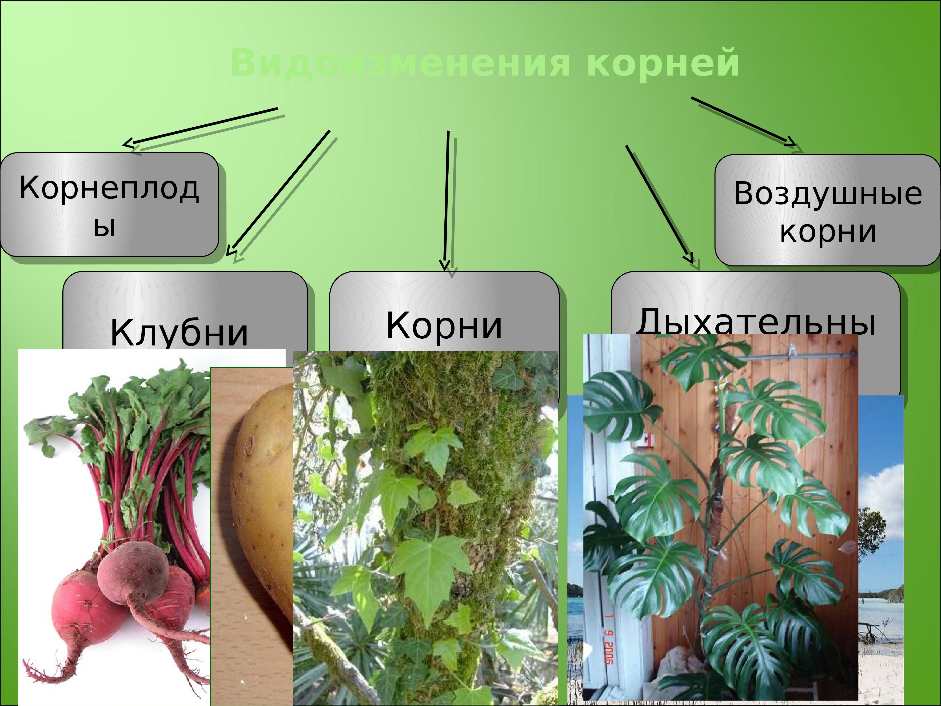 Растения имеющие видоизмененные корни. Корневые клубеньки видоизменение. Корнеплоды видоизменения корня.