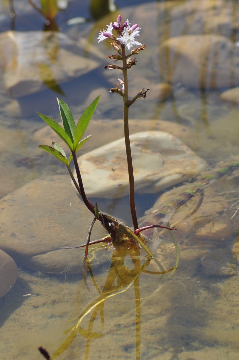 Трилистник Лесной болотный