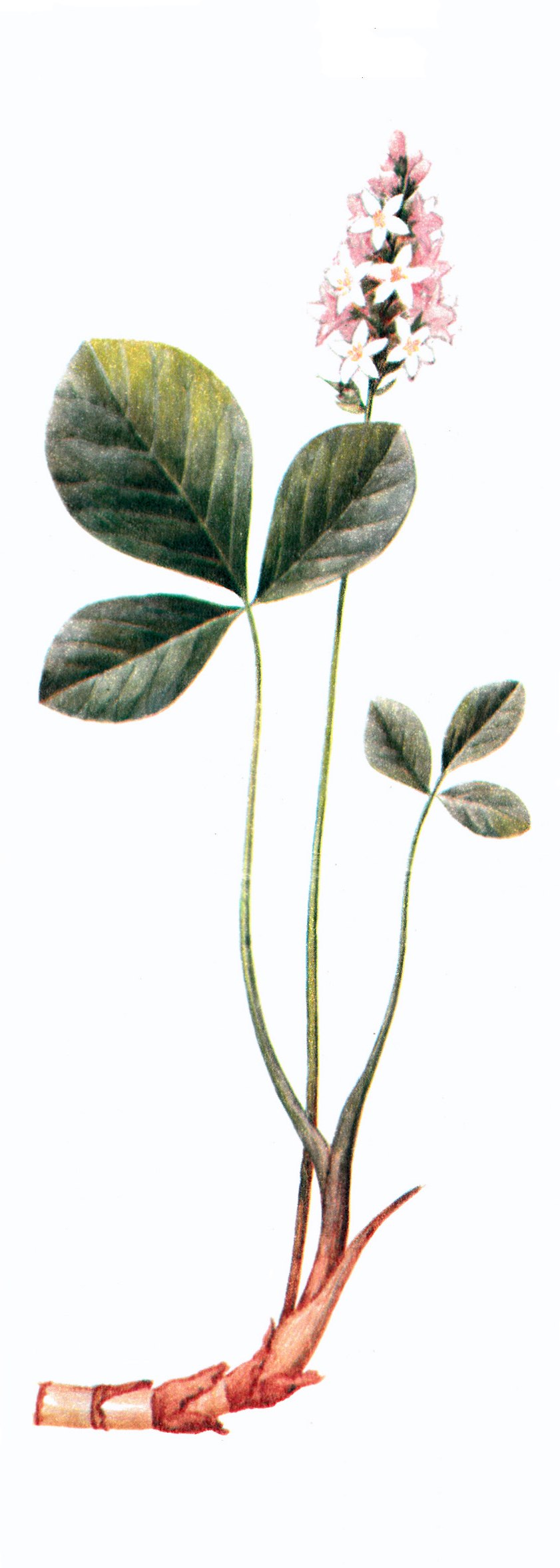 Menyanthes trifoliata