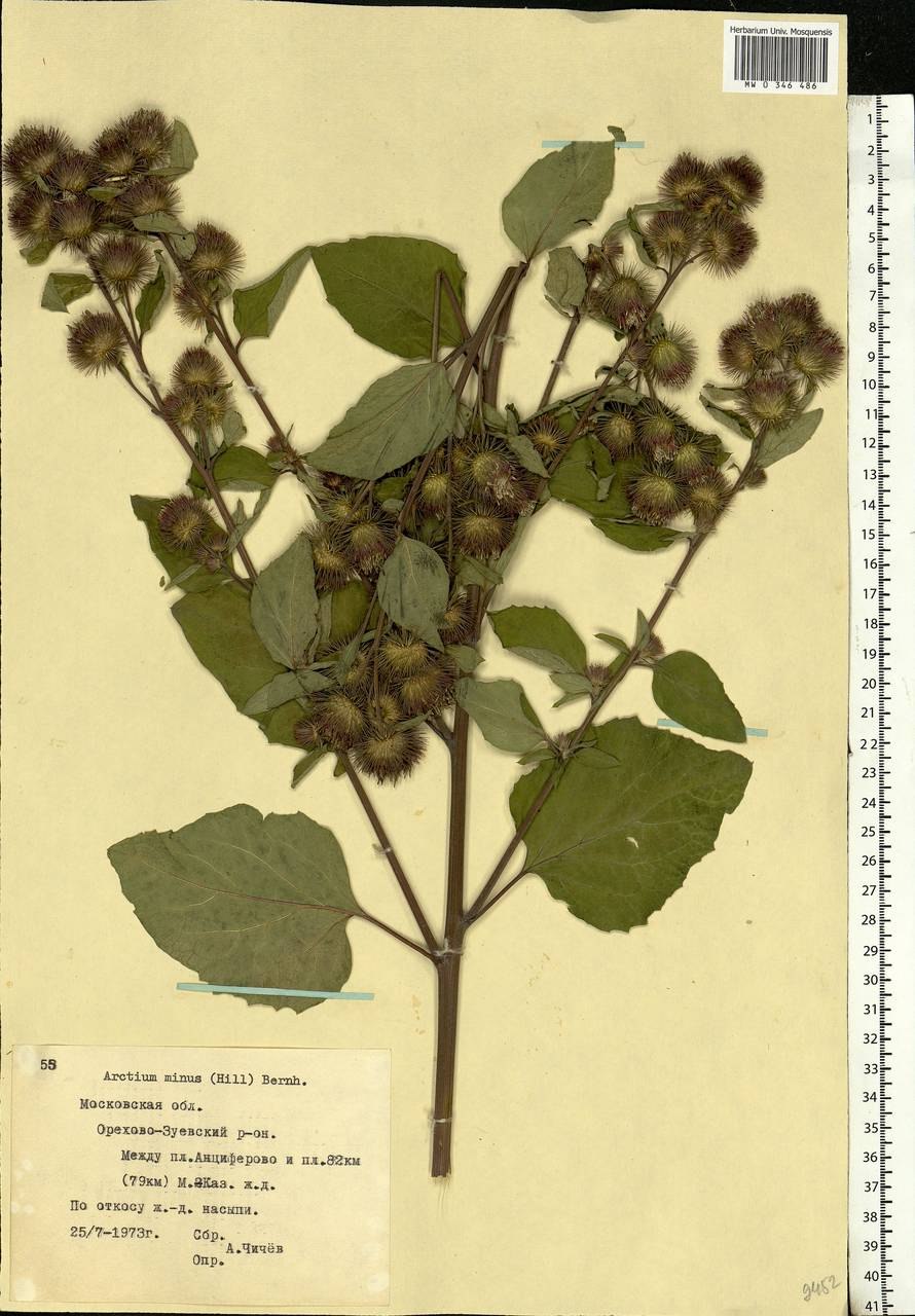 Лопух обыкновенный