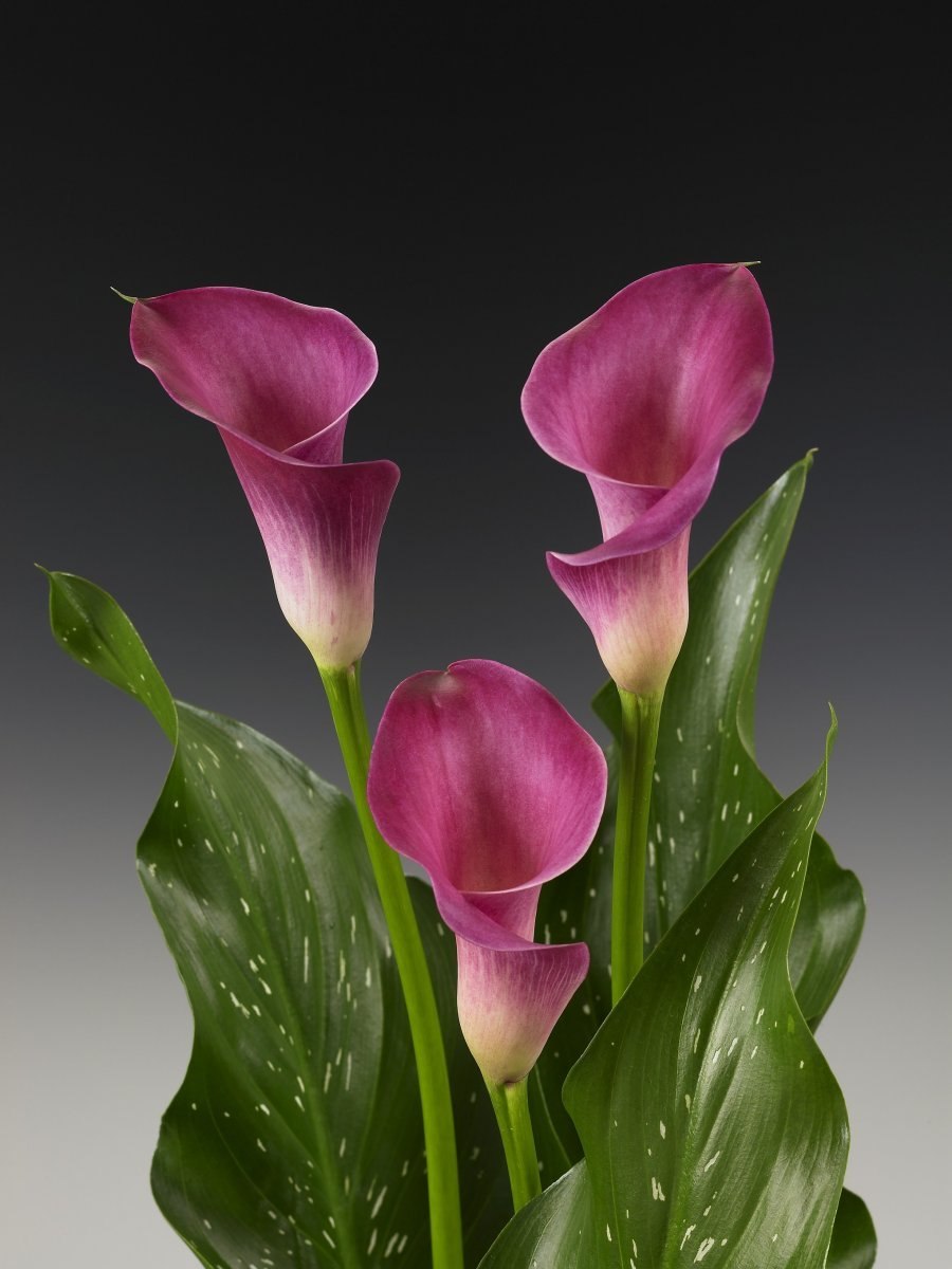 Нежно розовая Калла фото